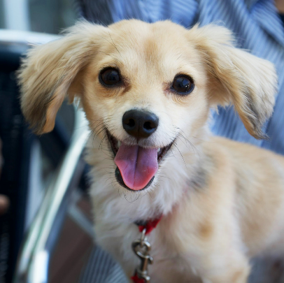 犬写真