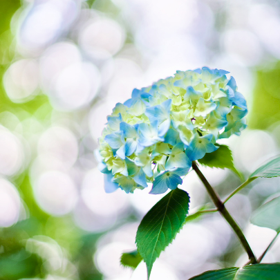 紫陽花写真